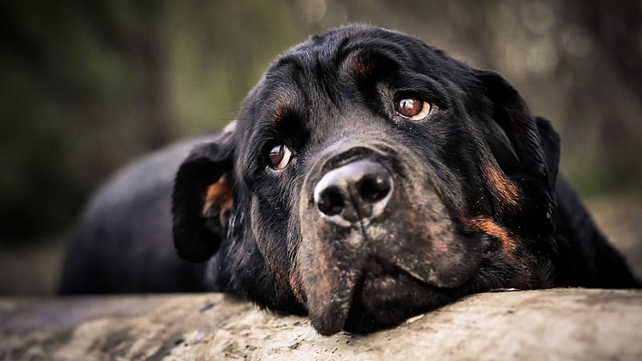 Ротвейлер, грустная собака, фото