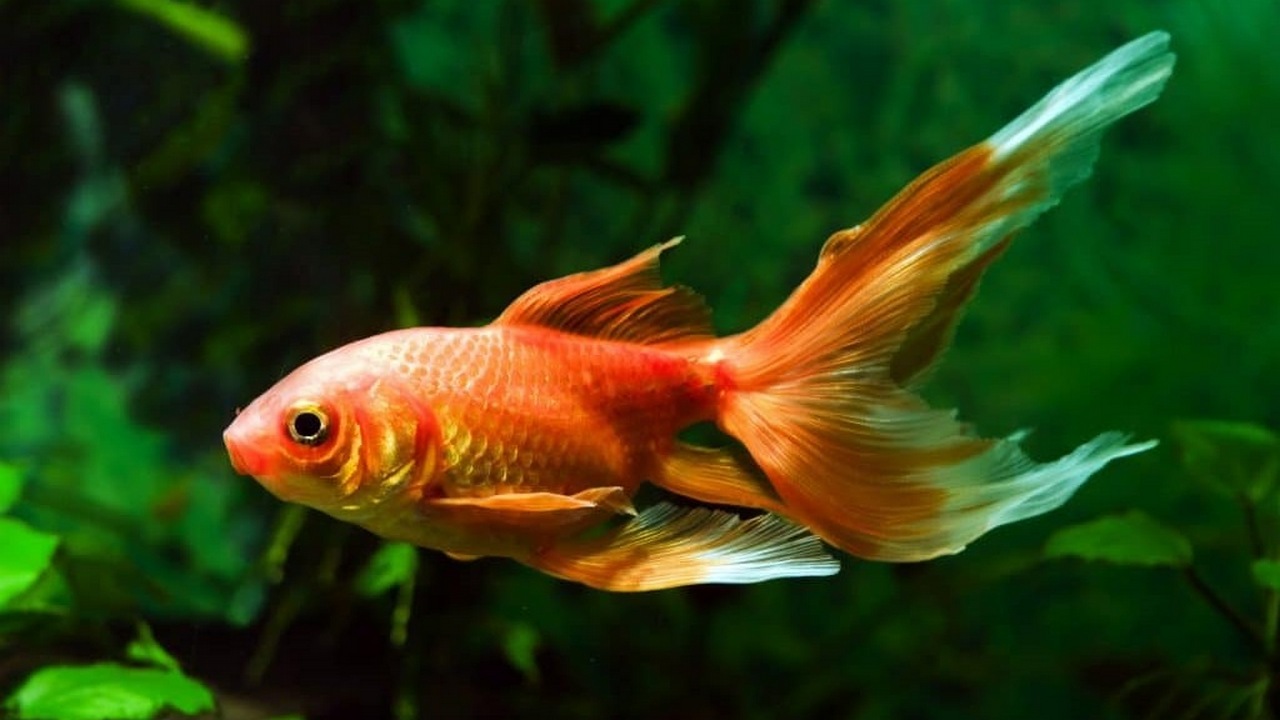 Рыба Золотая рыбка, фото