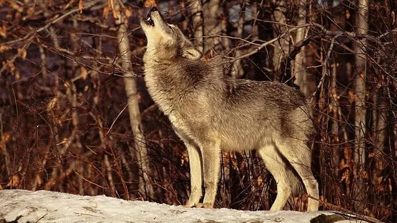 Серый волк, самое громкое животное, фото