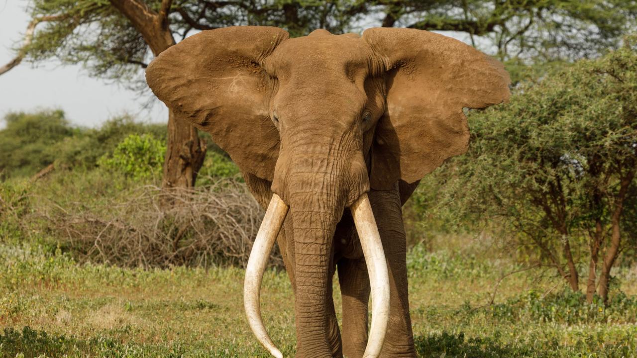 Слон, животное с самыми большими ушами, фото