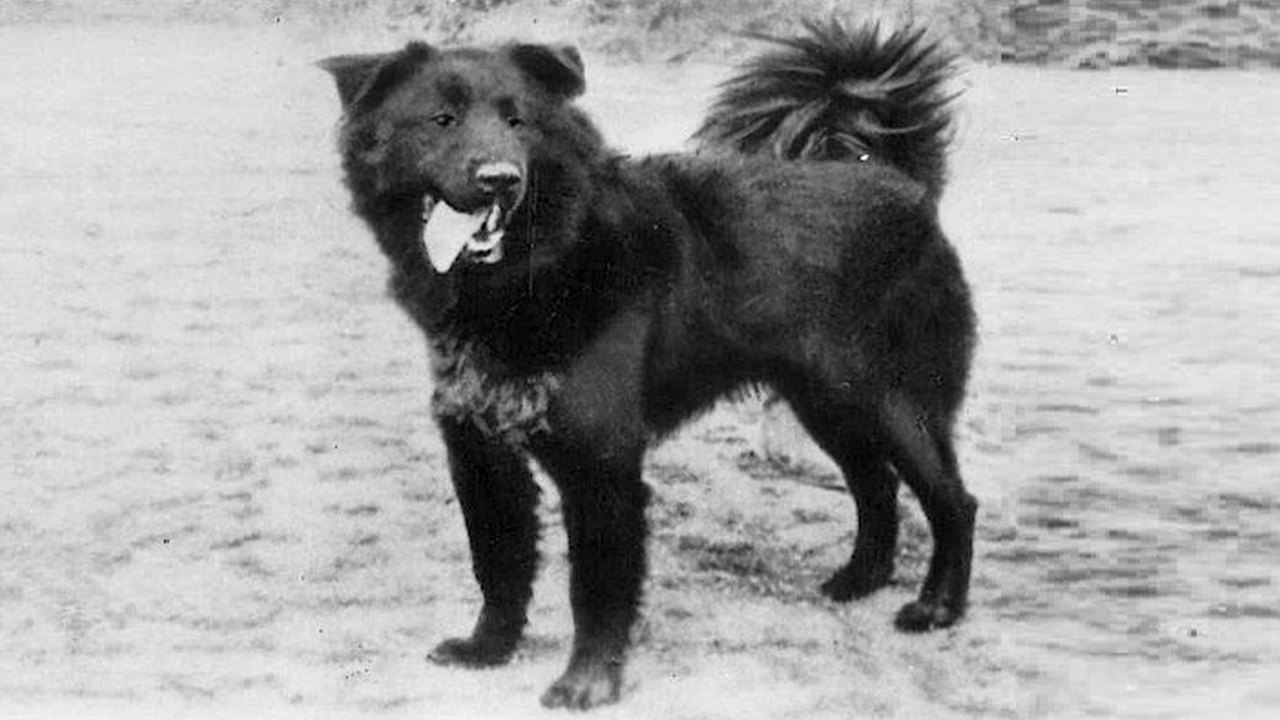 Собака Сахалинский хаски, фото