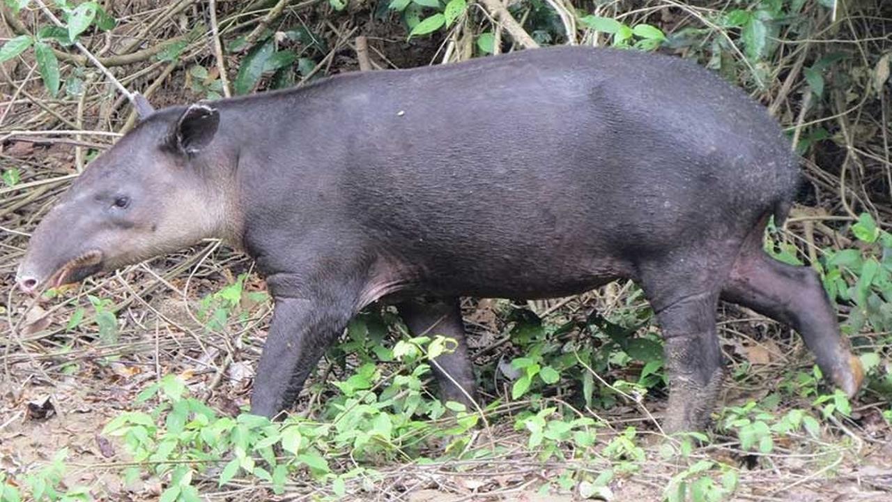 Тапир, беременное животное, фото