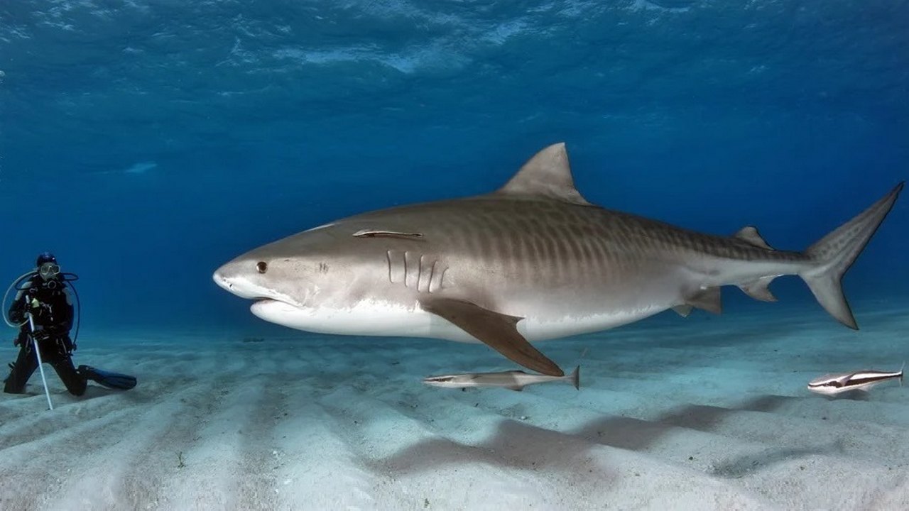 Тигровая акула размеры по сравнению с человеком, фото