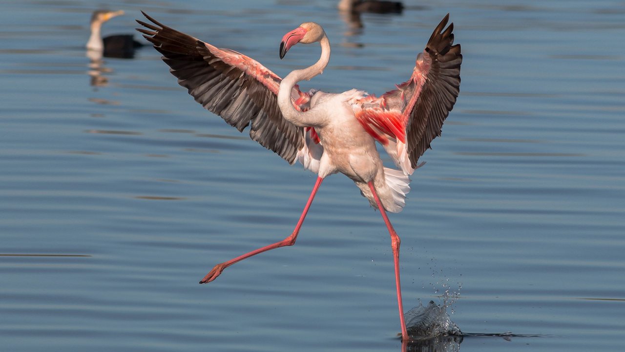 У Фламинго самые длинные ноги, фото