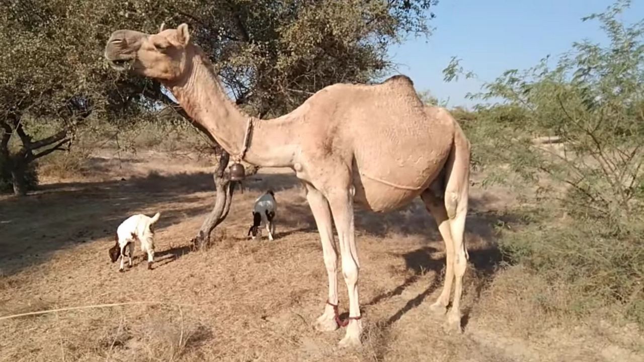 Верблюд, беременное животное, фото