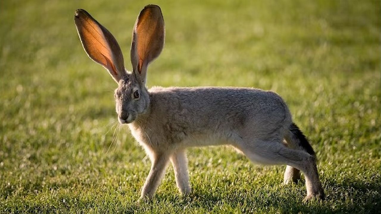 Заяц, животное с самыми большими ушами, фото