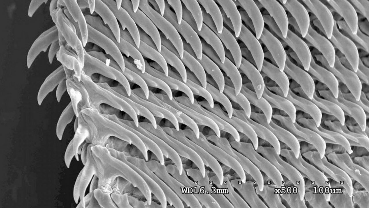Челюсть улитки под микроскопом, фото