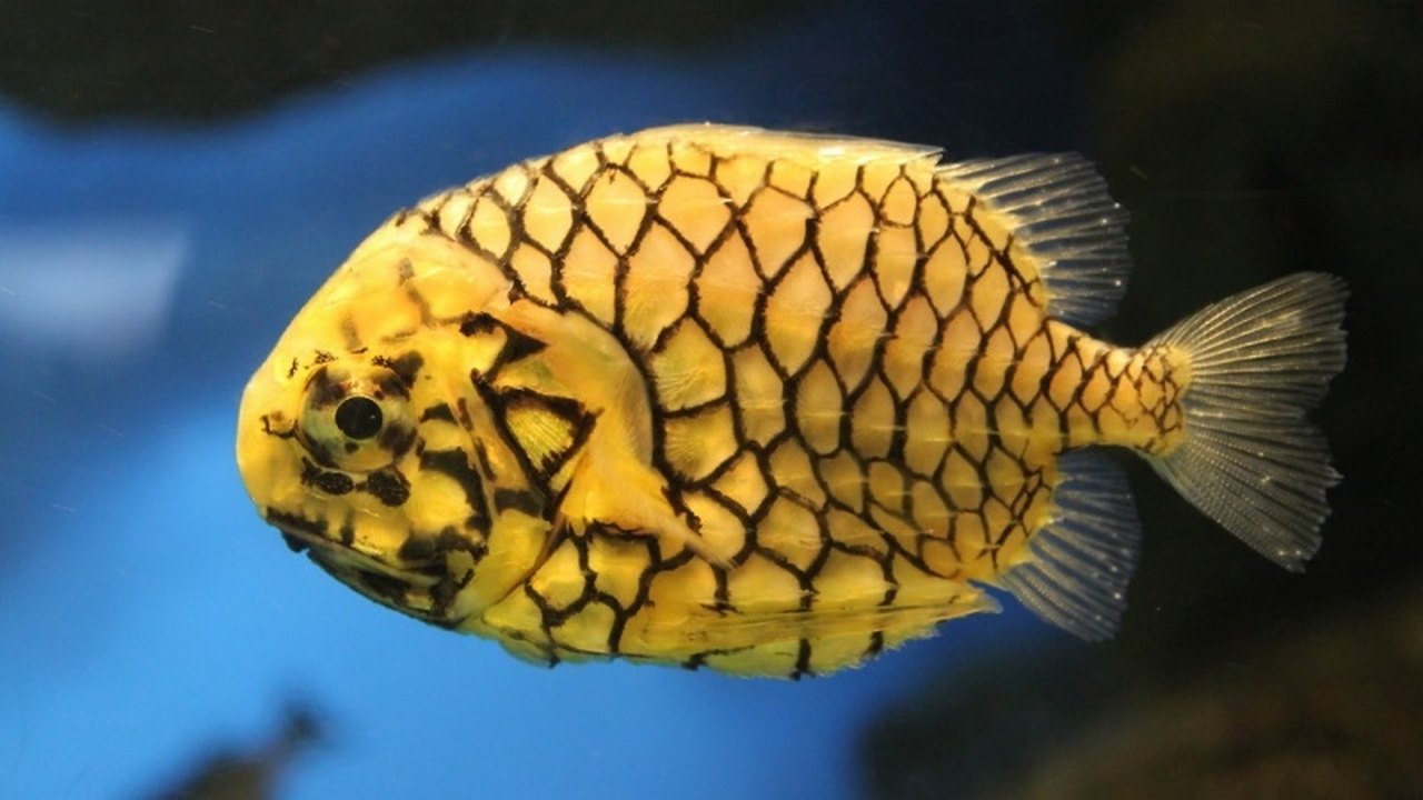 Рыба Австралийский шишечник, фото