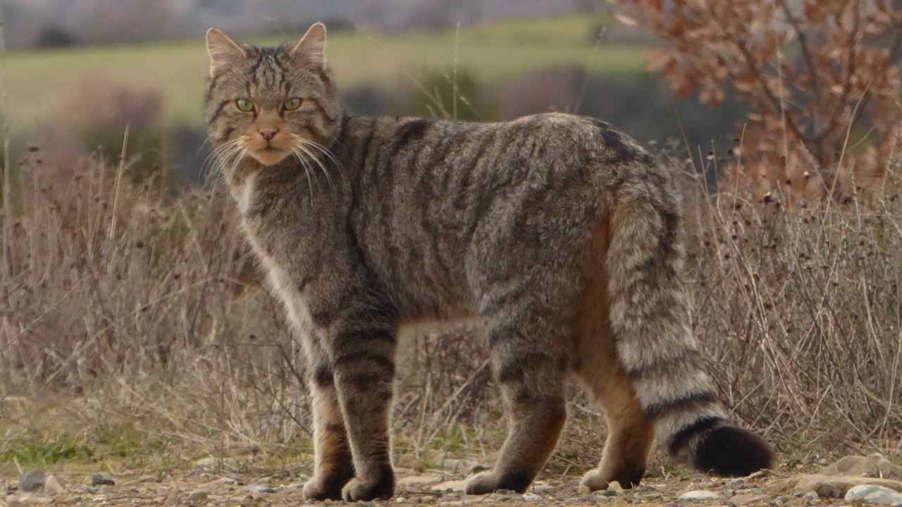 Животное Кавказский лесной кот, фото
