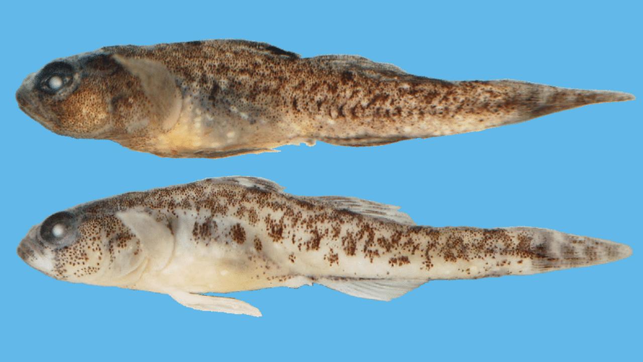 Рыба Карликовый бычок Корфу, фото