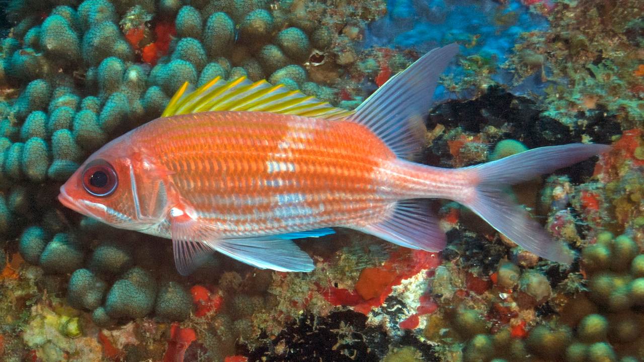 Обыкновенная рыба-белка, фото
