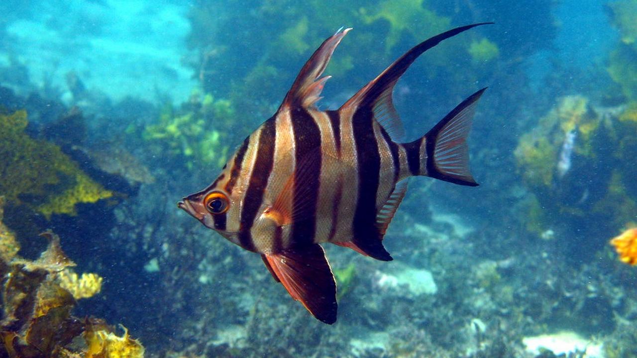 Рыба Австралийский колючепер, фото