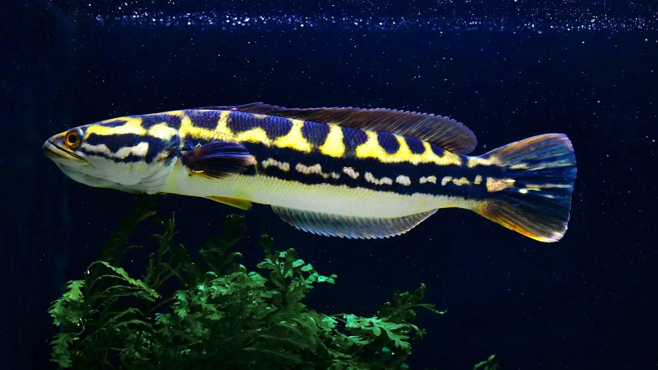 Рыба Коричневый змееголов, фото
