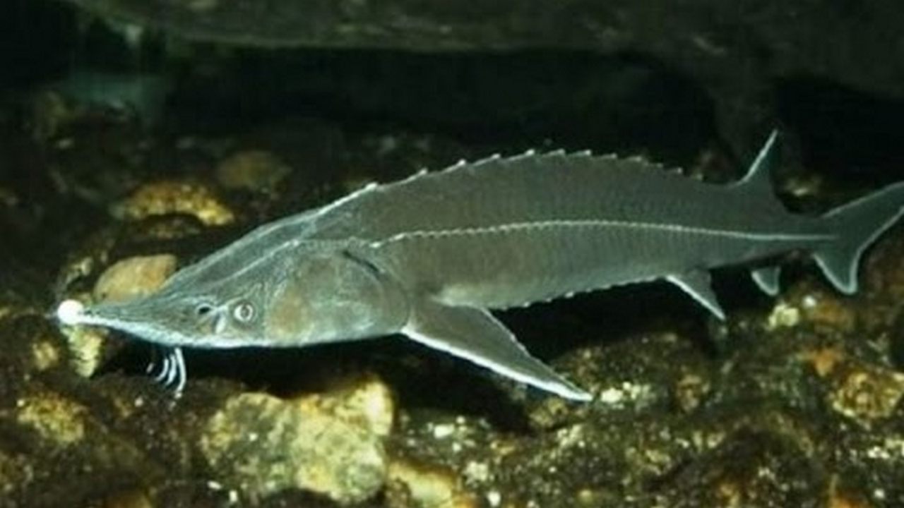 Рыба Сахалинский осетр, фото