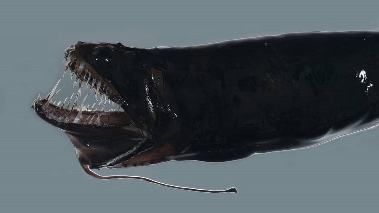 Грамматостомия жгутиковая очень странная рыба, фото