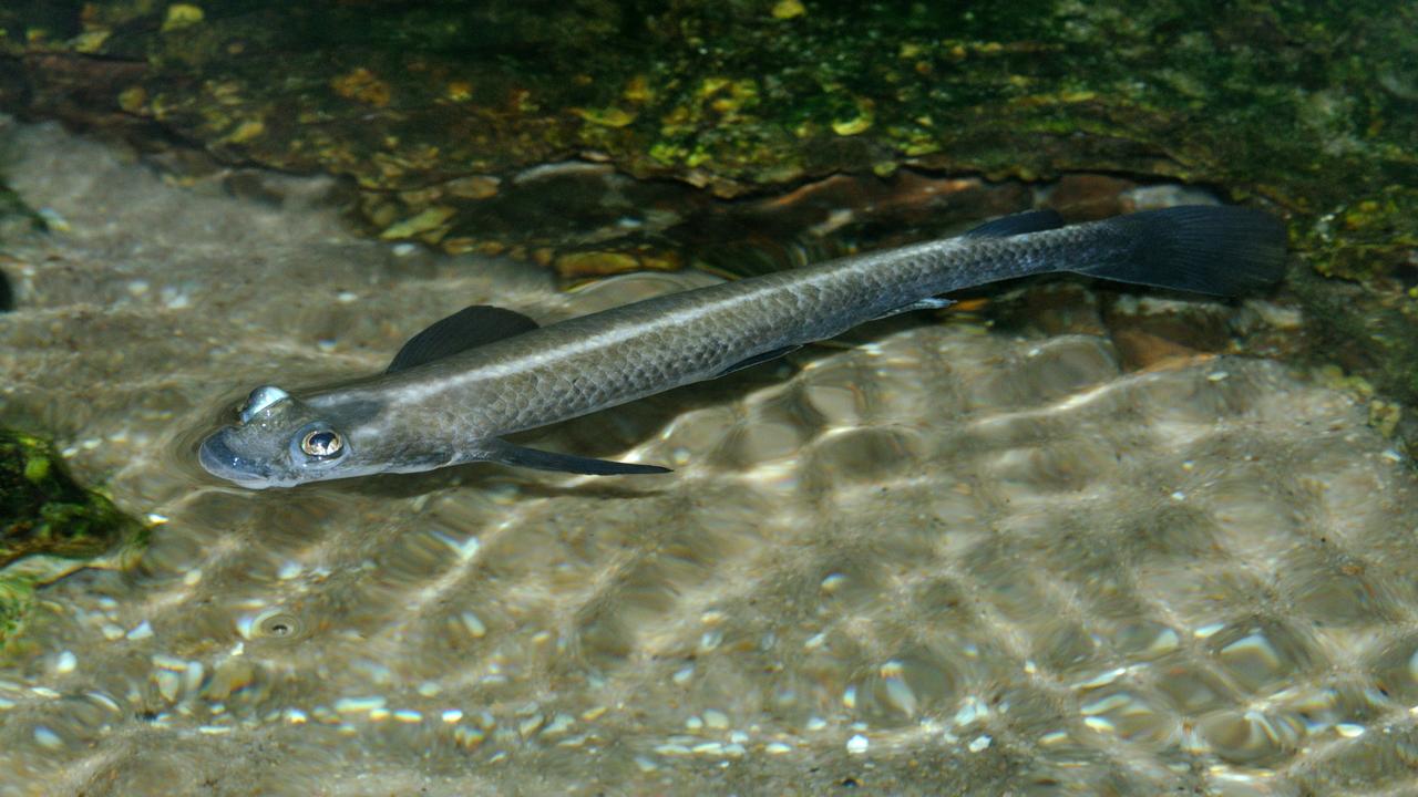 Рыба Четырехглазка, фото
