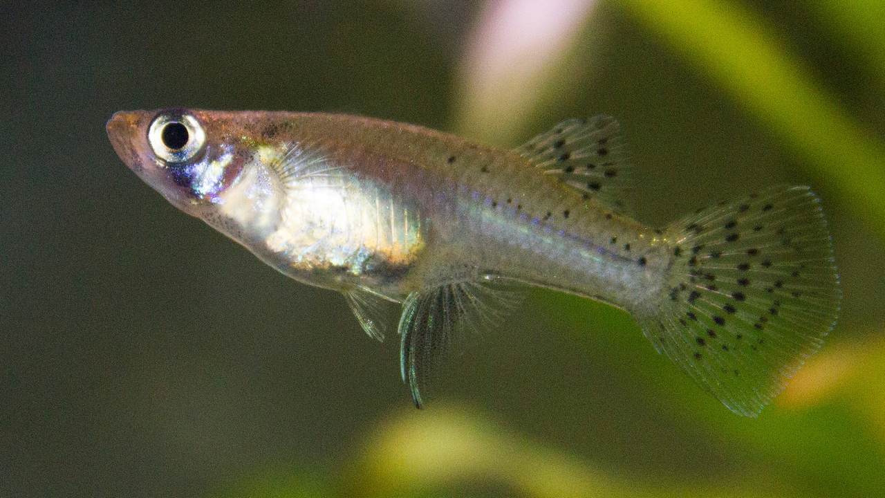 Рыба Гамбузия, фото
