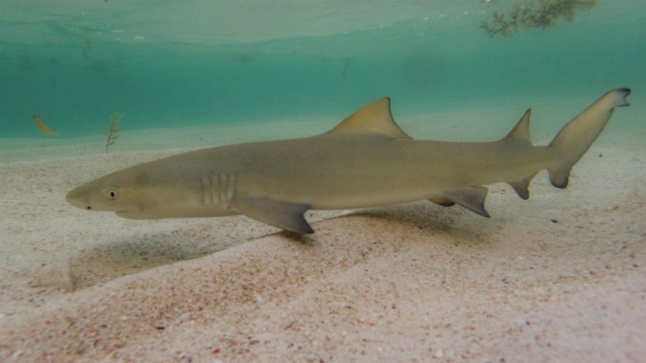 Рыба Лимонная акула, фото