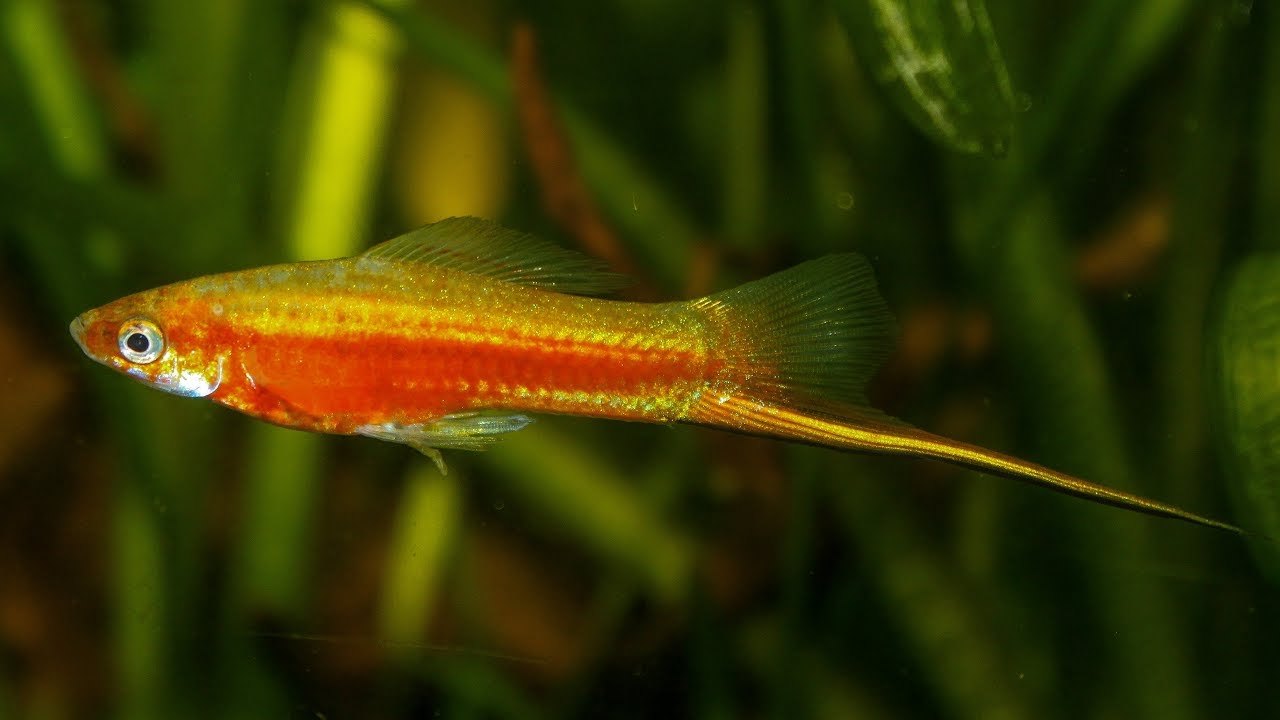 Рыба Меченосец, фото
