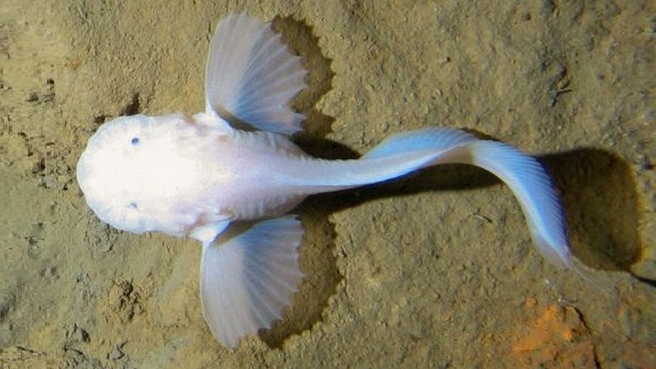 Рыба Глубоководный морской слизень, фото