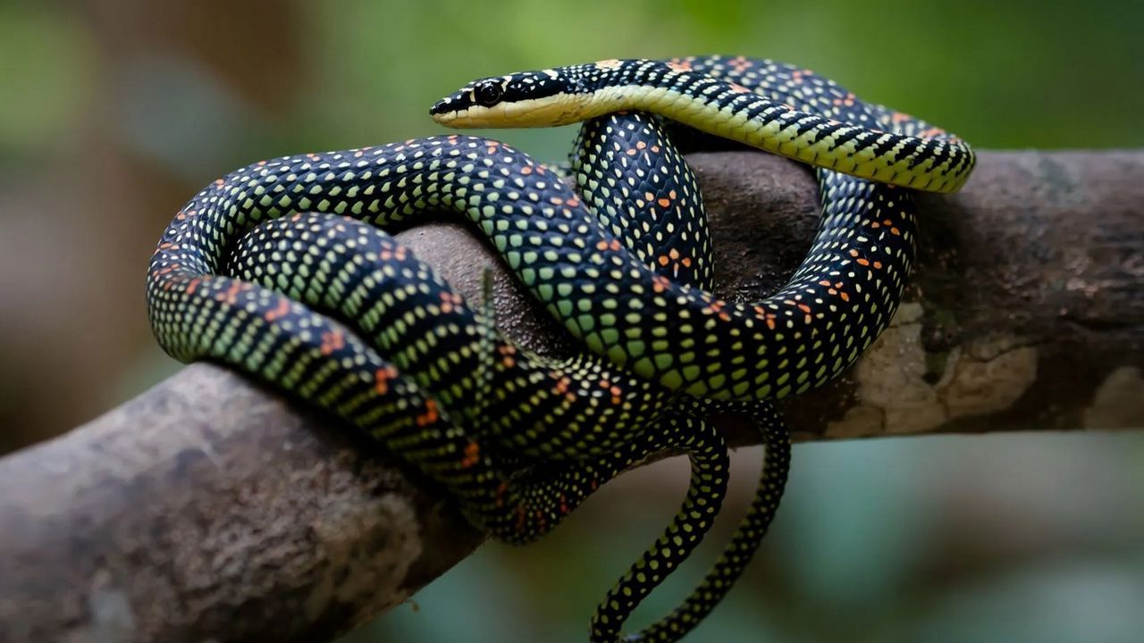 Украшенная древесная змея, фото