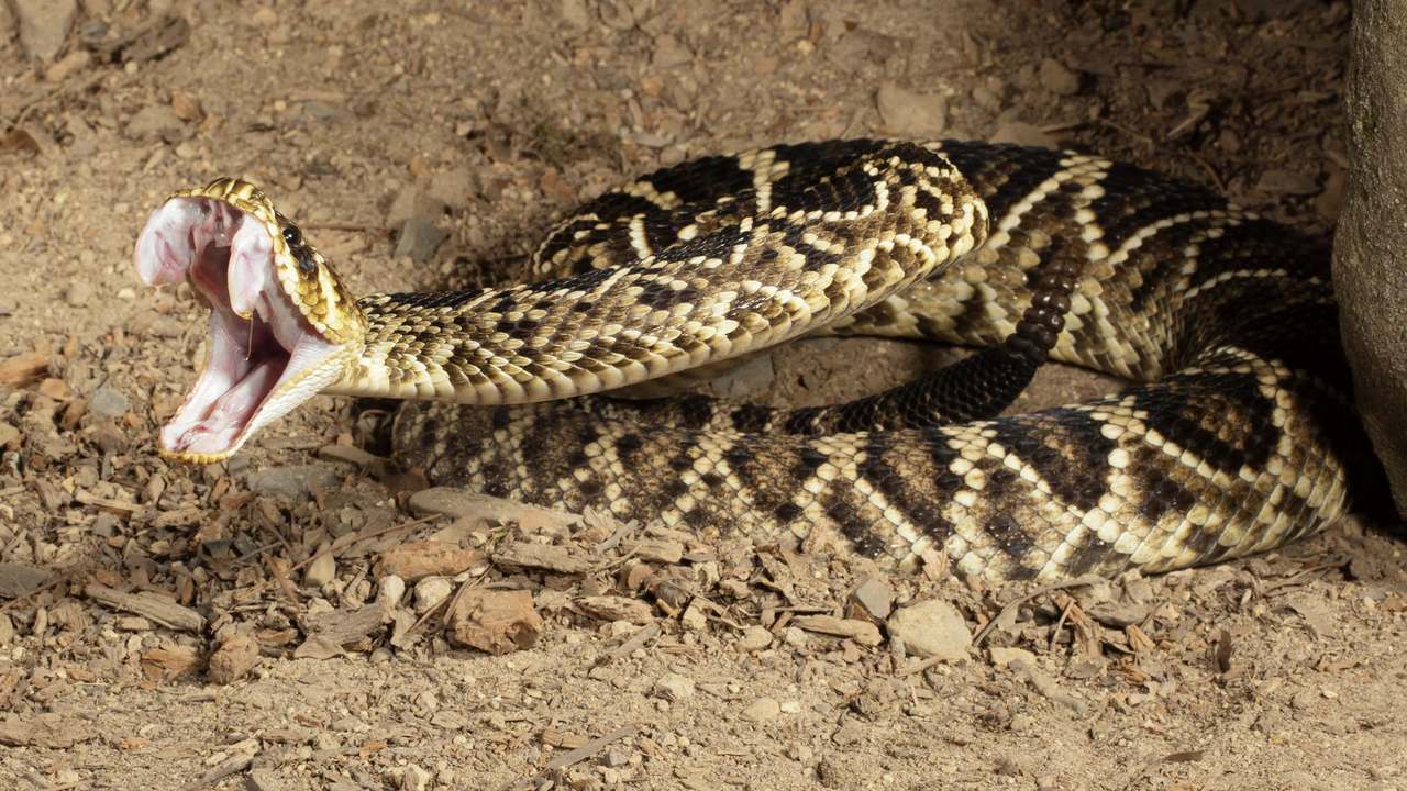 Гремучая змея самое страшное животное, фото