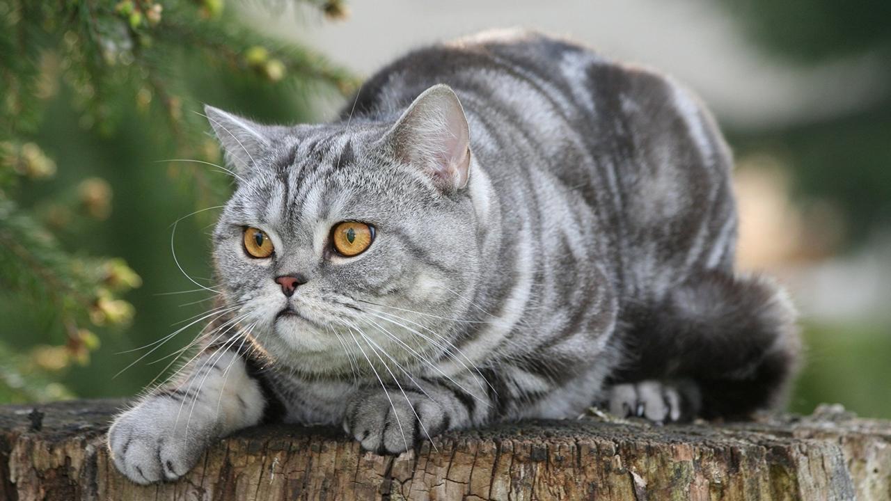 Порода кошек Британская короткошерстная в полоску, фото