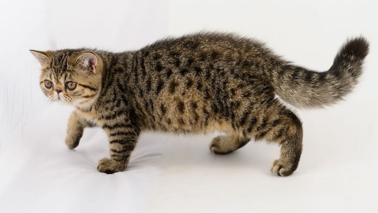 Порода кошек Экзотическая короткошерстная в полоску, фото