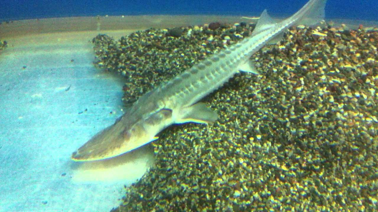 Рыба Амударьинский большой лопатонос, фото