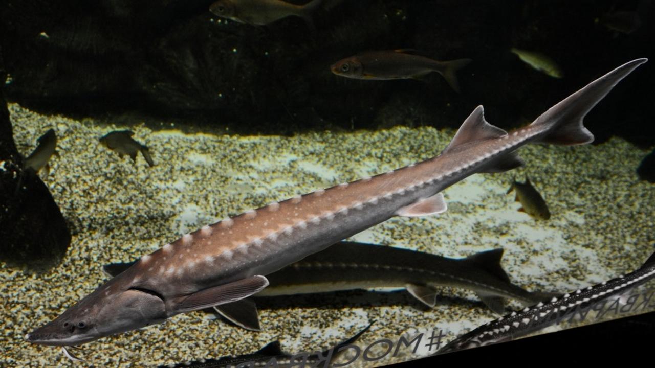 Рыба Амурский осетр, фото