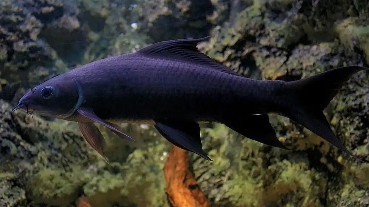 Рыба Лабео, фото