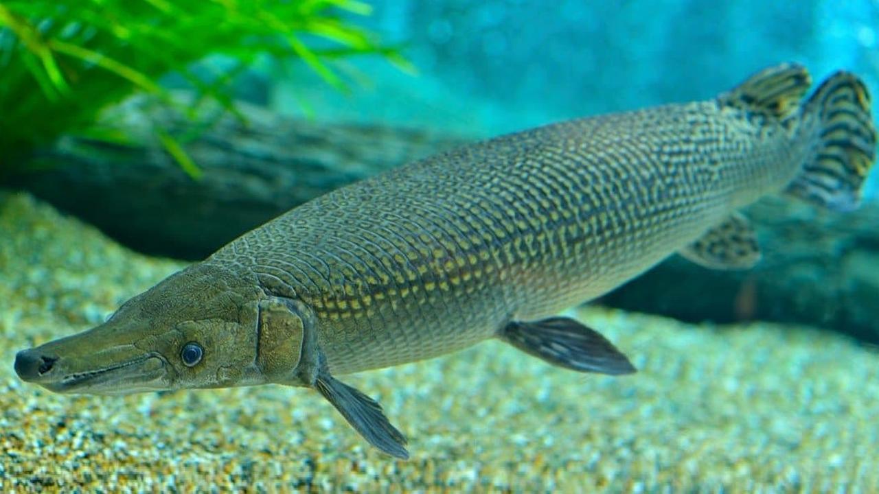 Рыба Миссисипский панцирник, фото