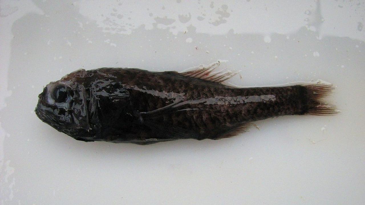 Рыба Поромитра крассицепс, фото
