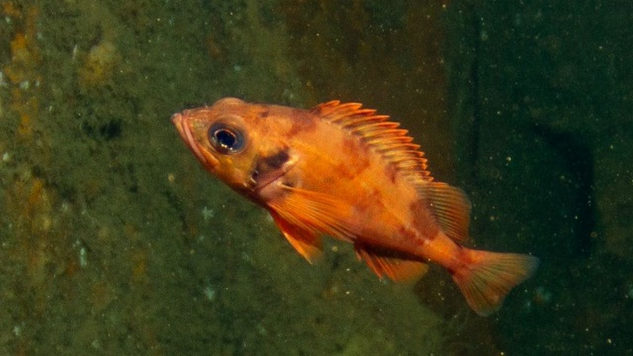 Рыба Розовый морской окунь, фото