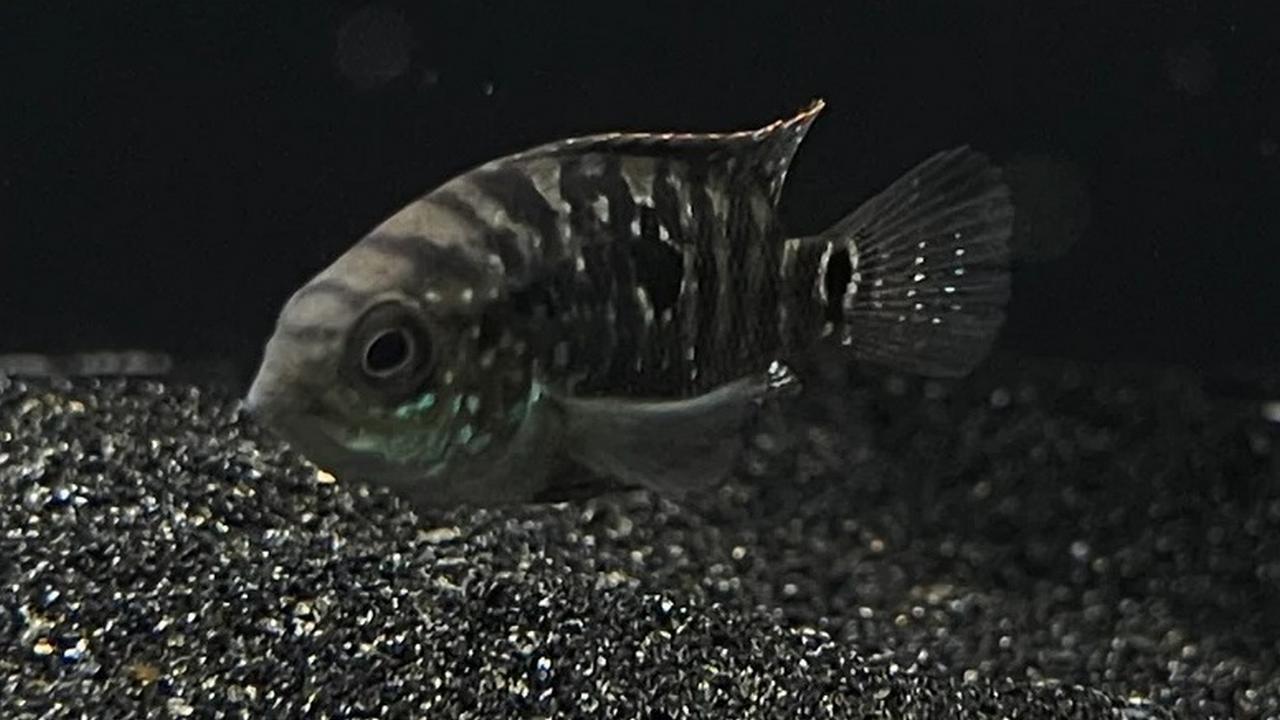 Рыба Цихлазома Джек Демпси, фото