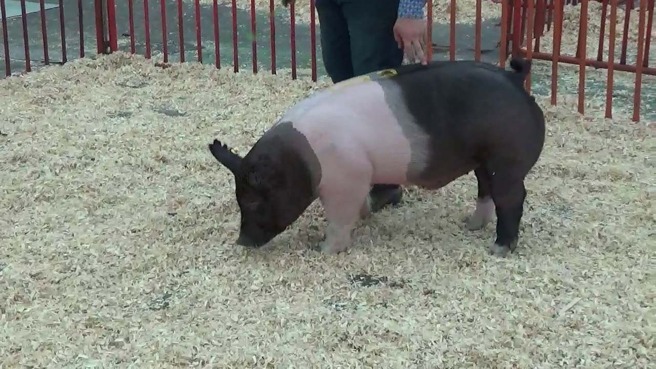 Свинья породы cross-bred Barrow, фото