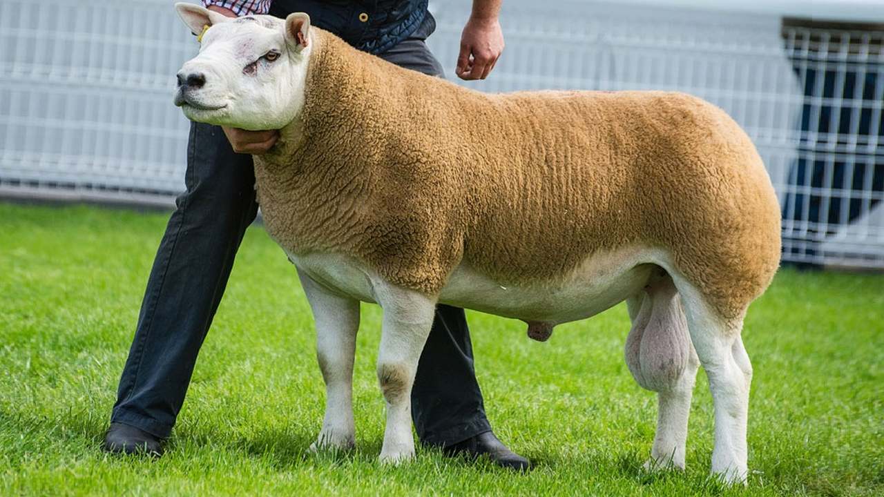 Тексельская порода овец, фото